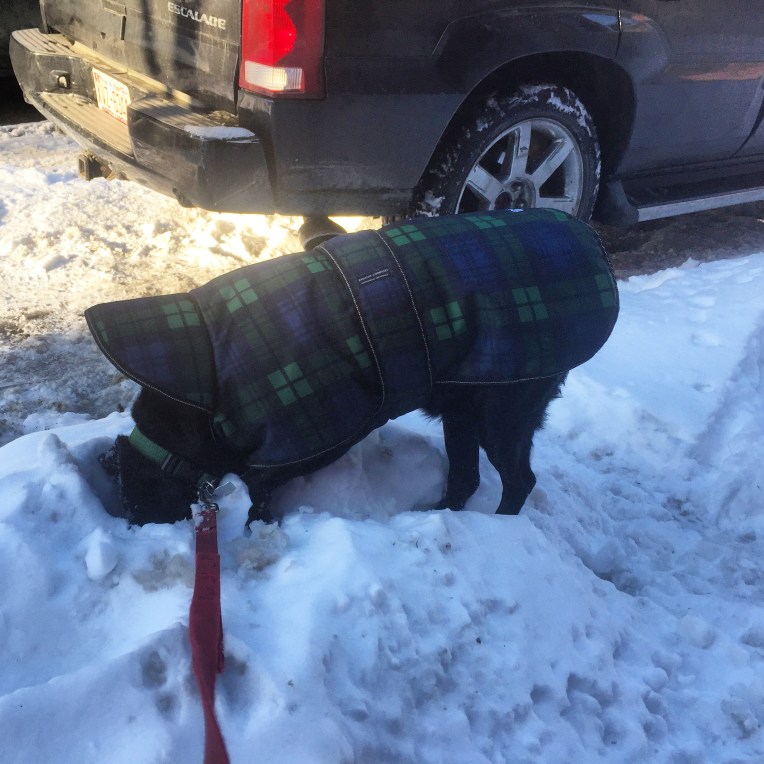 Trixie and her coat in action and on the hunt!